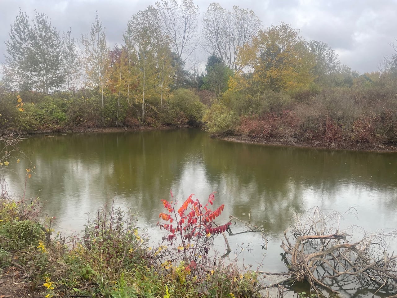A pond with grass and trees in the early spring