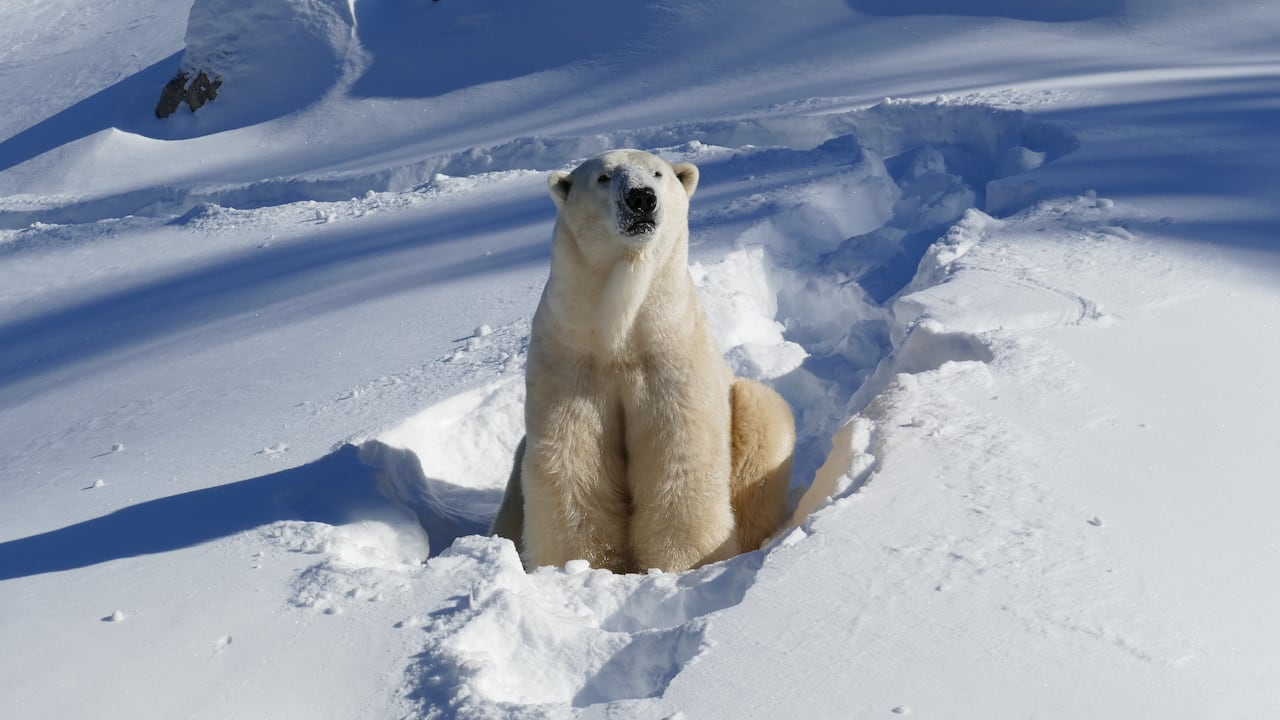 A polar bear sitting in the snow