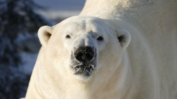 New polar bear arrives at Wilder Institute/Calgary Zoo