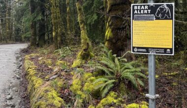 Black bear bluff charges 2 people walking in Squamish