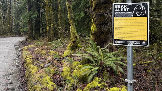 Black bear bluff charges 2 people walking in Squamish