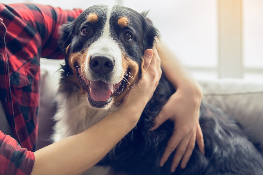 Big dogs are loyal canines, affectionate and sweet, according to a city agency