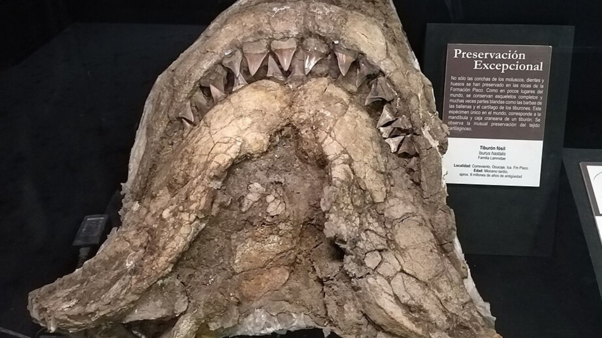 C. hastalis jaws