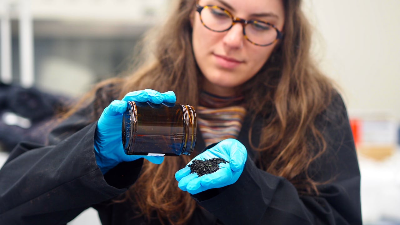 A woman wearing blue gloves is carefully pouring small black granules from a jar into their hand.