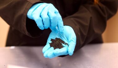New study finds artificial turf fields in Metro Vancouver releasing chemicals harmful to salmon