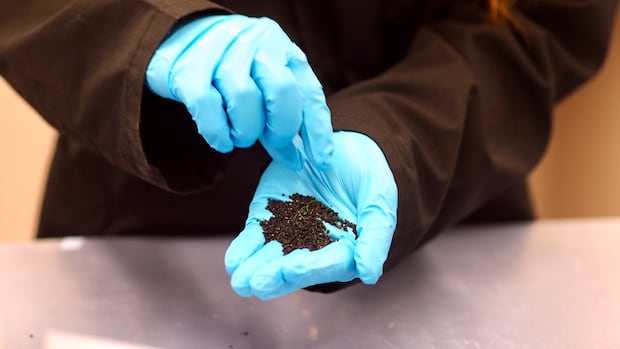 New study finds artificial turf fields in Metro Vancouver releasing chemicals harmful to salmon