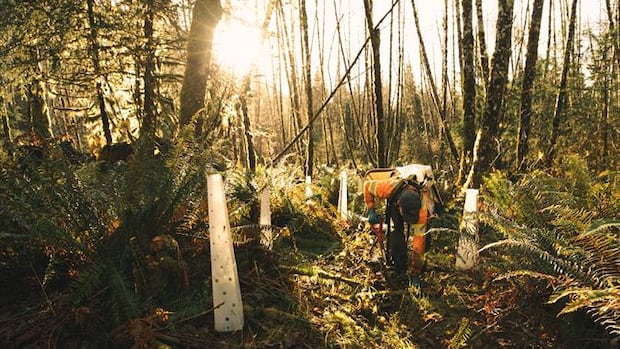First Nations on Vancouver Island to manage 52,000 hectares of Clayoquot Sound forest