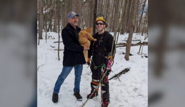 Ottawa online community rallies to rescue orange cat stuck in tree for days