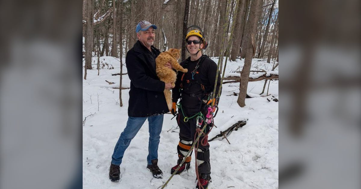 Ottawa online community rallies to rescue orange cat stuck in tree for days