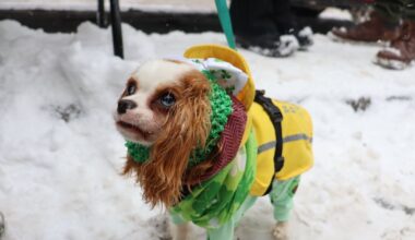 Montreal's 2026 St. Patrick's Day parade – CTVNews