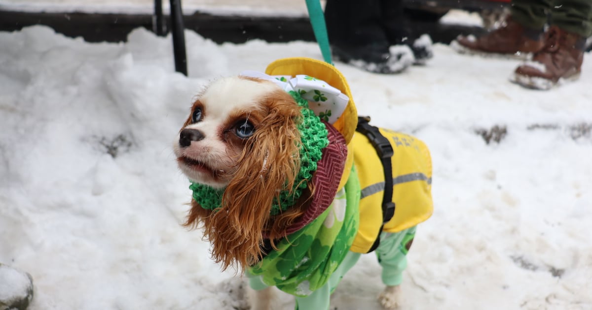 Montreal's 2026 St. Patrick's Day parade – CTVNews