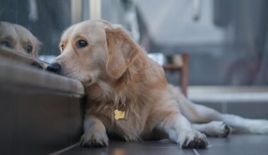 Quebec's housing tribunal rules no-pet clause in rental lease violates Charter rights