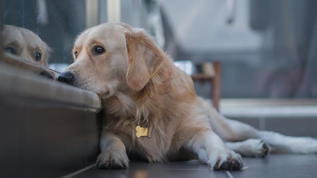 Quebec's housing tribunal rules no-pet clause in rental lease violates Charter rights