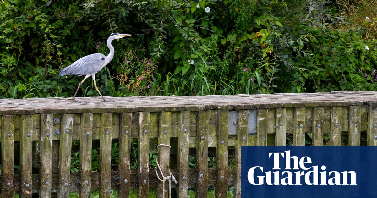Eel fisher takes on authorities at Belfast court over pollution in UK’s largest lake | Water