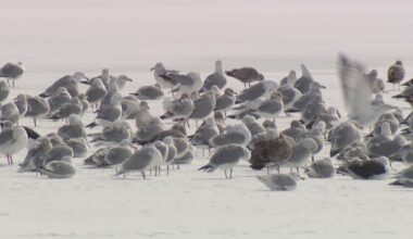 Critics say the effectiveness of the St. John's gull cull is null