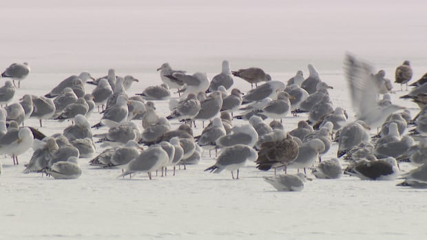 Critics say the effectiveness of the St. John's gull cull is null