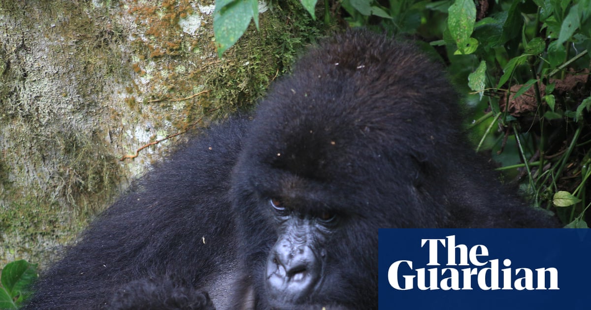 ‘Extraordinary event’ for mountain gorillas as new twins born in DRC | Endangered species