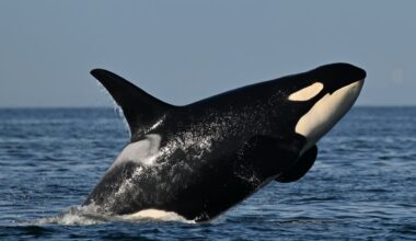Ottawa floats new rule to keep vessels one kilometre from southern resident orcas