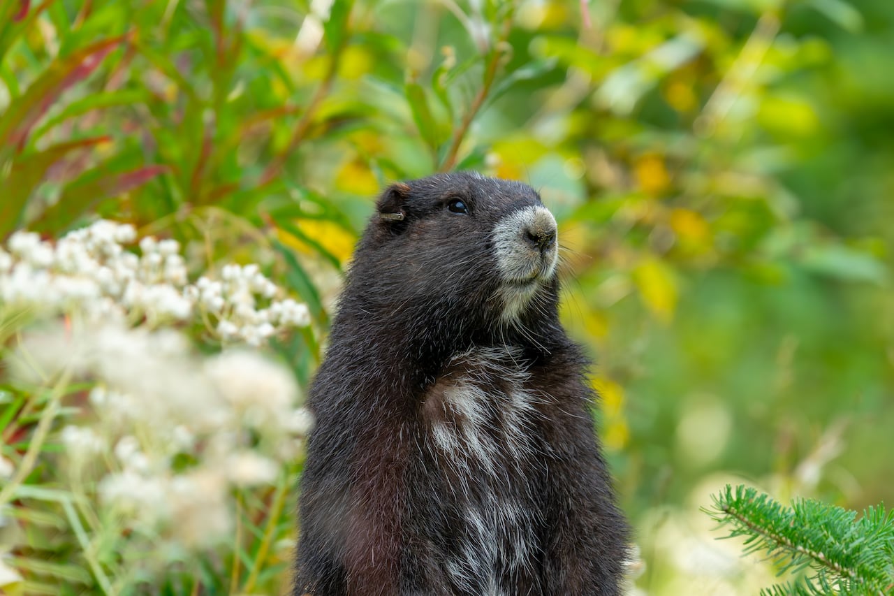 Picture of a Vancouver Island marmot.