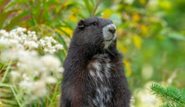 'He's a social marmot': Gob the marmot hikes back to breeding facility from wild