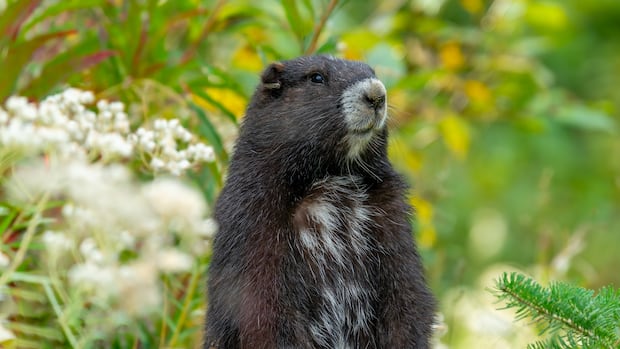 'He's a social marmot': Gob the marmot hikes back to breeding facility from wild