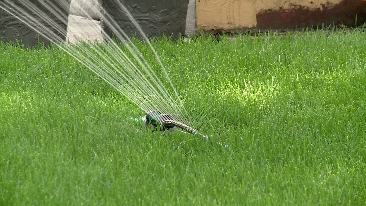 A sprinkler on long, green grass.