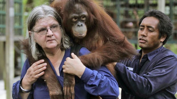 Canadian orangutan scientist Biruté Galdikas dead at 79