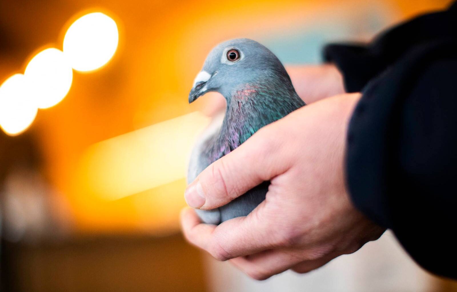 City rules family’s pigeon aviary won’t fly after airport objects – Winnipeg Free Press