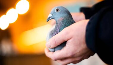 City rules family’s pigeon aviary won’t fly after airport objects – Winnipeg Free Press