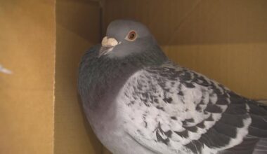 Winnipeg family will have to give up pigeons or move after permit overturned amid airport safety concerns