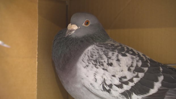 Winnipeg family will have to give up pigeons or move after permit overturned amid airport safety concerns