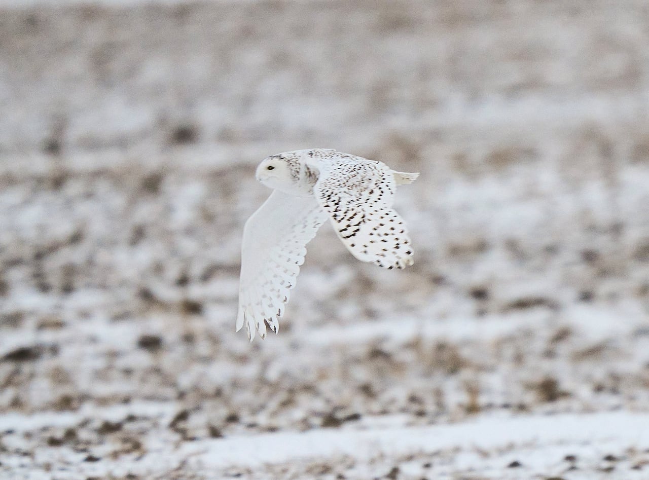 A brown and white snowy owl flies over a snow-covered field. 