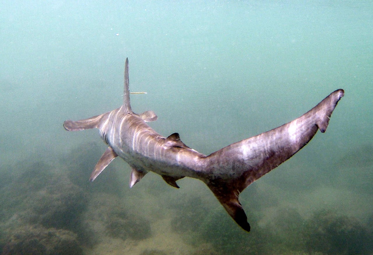 Sunlight paints stripes on a grey hammerhead shark with many fins in a murky river. 