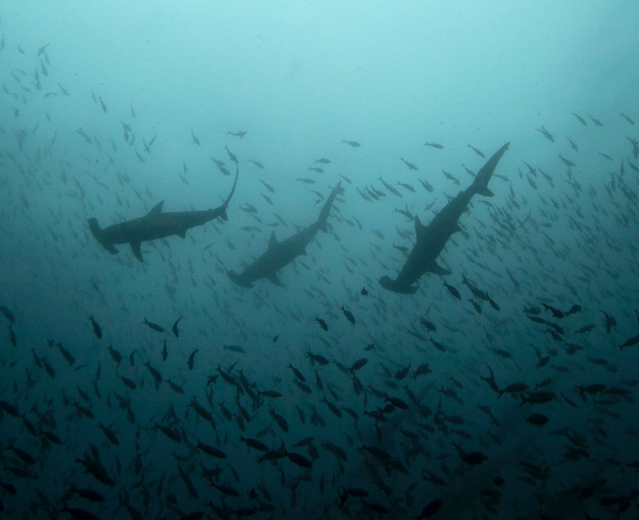 A dark and massive school of fish fill a blue underwater scene as larger dark figures of three hammerhead sharks circle above it. 