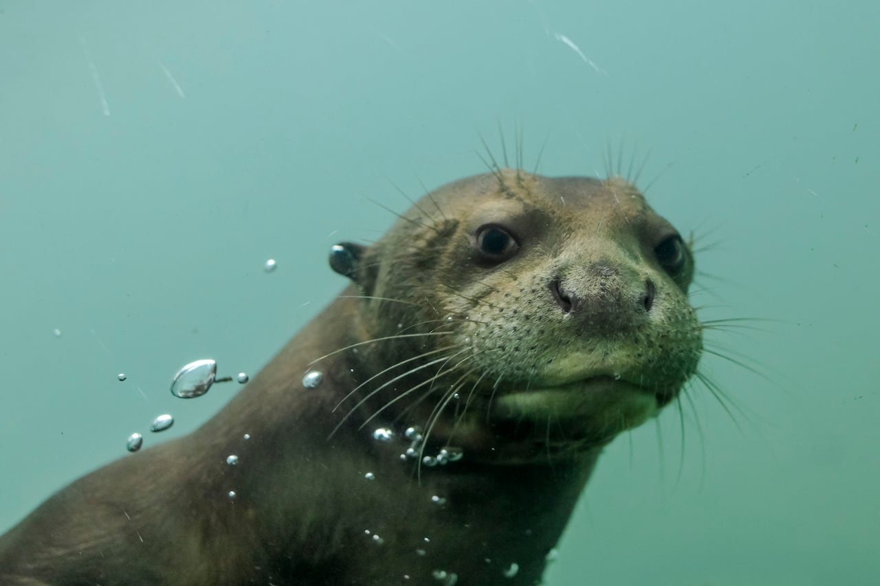 A baby giant otter with brown fur and big whiskers stares underwater as bubbles float around its mouth. 