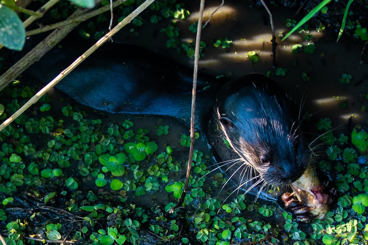 A black haired giant otter eats a fish in a wetland surrounded by floating green leaves. 