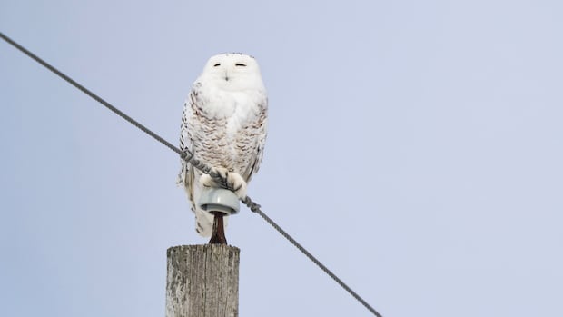 Snowy owls, giant otters, hammerhead sharks considered for greater protection at UN conference