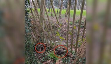 Dad On A Stroll Sees Puffballs Caught In Barbed Wire Fence And Runs For Help