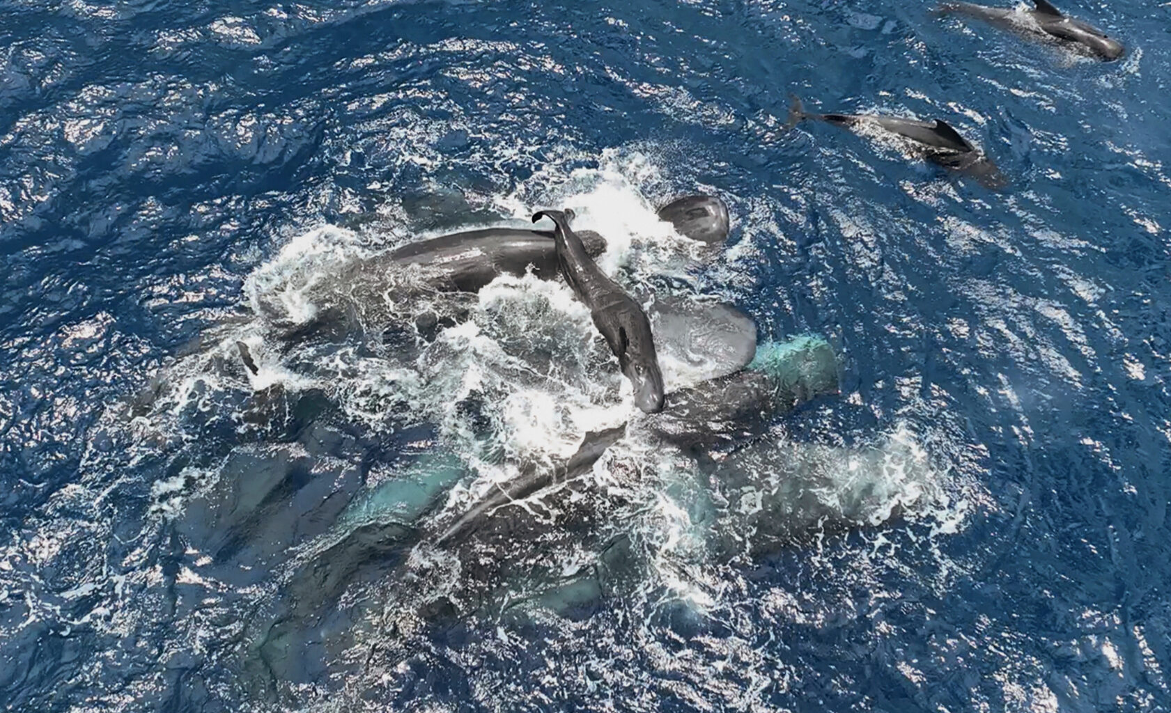 Scientists captured female sperm whales on video working together during a birth to protect the calf