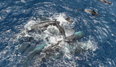 Scientists captured female sperm whales on video working together during a birth to protect the calf