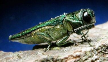 Winnipeg working to contain '1st significant detection' of emerald ash borer since 2017