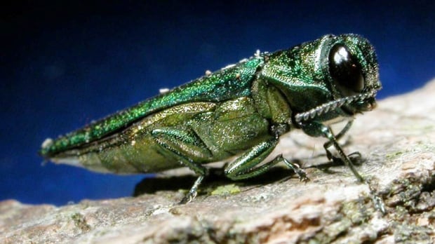 Winnipeg working to contain '1st significant detection' of emerald ash borer since 2017