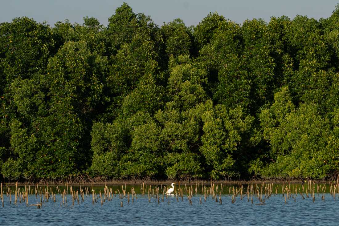 A mangrove forest rises behind the small stalks of recently planted mangrove saplings along the coast of Cambodia near the border with Vietnam.