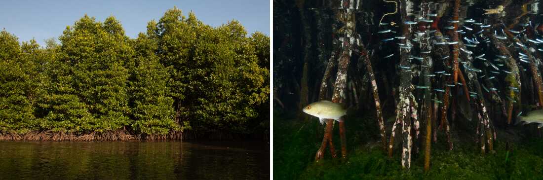 All over the globe mangroves protect shorelines from erosion and storm surge. They also provide excellent habitat for many creatures, including fish. “The majority of the fishes that we consume have a connection to mangroves,” says Radhika Bhargava, a coastal geographer and mangrove researcher at the National University of Singapore.
