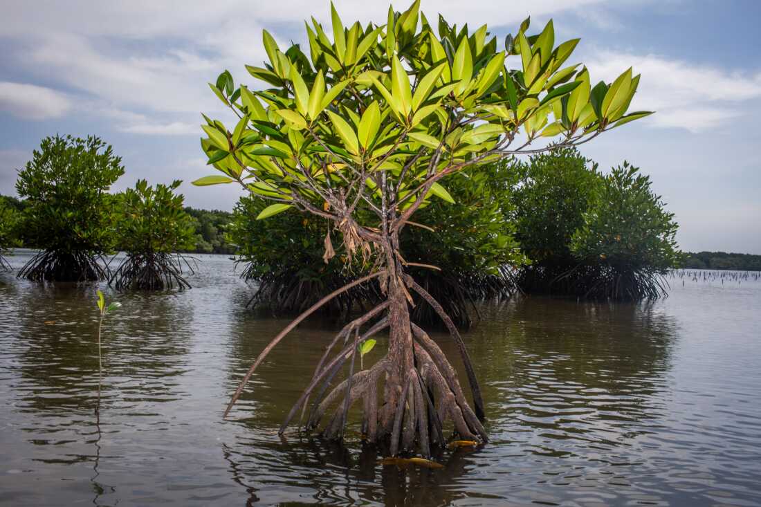 All over the globe mangroves protect shorelines from erosion and storm surge. They also provide excellent habitat for many creatures, including fish. “The majority of the fishes that we consume have a connection to mangroves,” says Radhika Bhargava, a coastal geographer and mangrove researcher at the National University of Singapore.