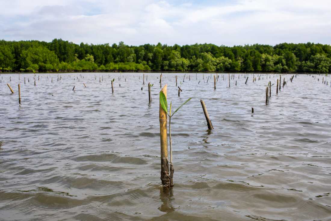 A recently-planted mangrove sapling sends out leaves as it grows in the warm, shallow water off the coast of Cambodia. 