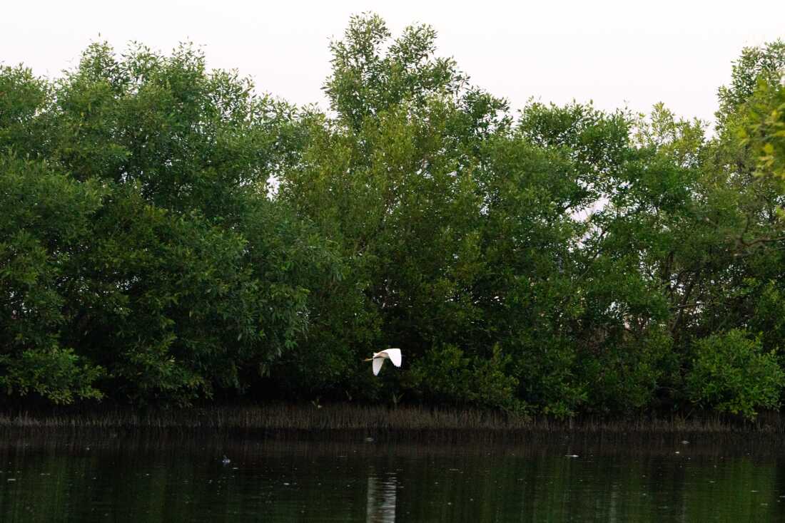 Mangroves protect an enormous number of different species. Such biodiversity makes mangrove ecosystems more resilient to stressors including pollution and increasingly powerful storms.