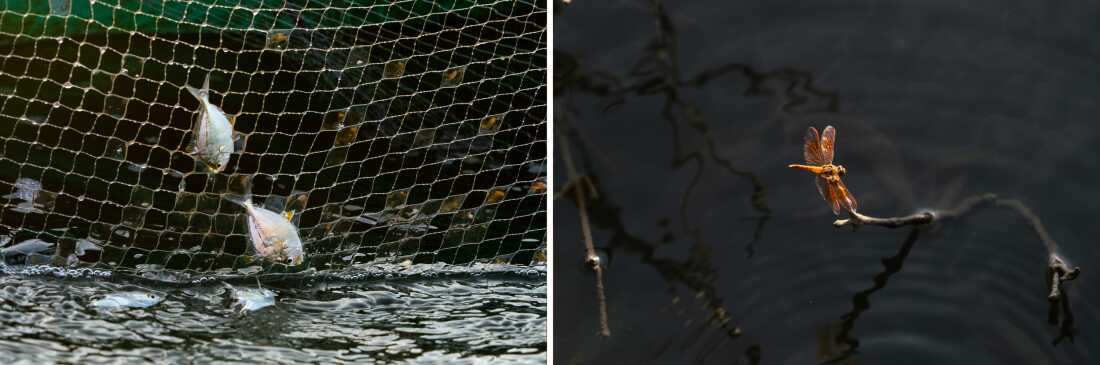Mangroves protect an enormous number of different species. Such biodiversity makes mangrove ecosystems more resilient to stressors including pollution and increasingly powerful storms.