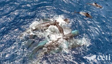 Scientists captured rare video of a sperm whale birth. What they learned from that remarkable moment