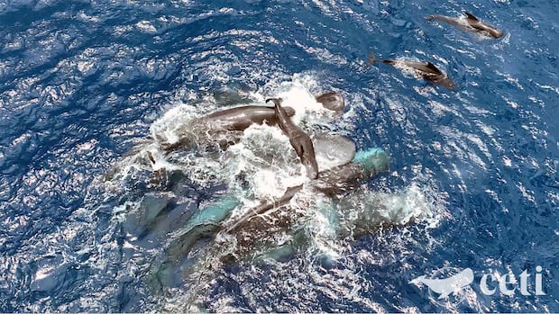 Scientists captured rare video of a sperm whale birth. What they learned from that remarkable moment